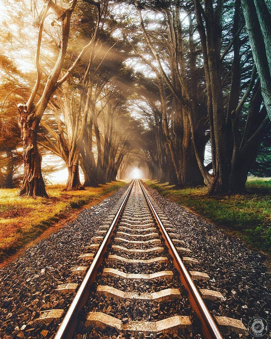 Discover Earthさんのインスタグラム写真 - (Discover EarthInstagram)「In Inverness, several Cypress trees were planted in the 1930s. They now form a tunnel that can make anyone feel as though they’ve entered a fairytale. This place looks amazing, right ? Which picture is your favourite ?  🇺🇸 #discovercalifornia  Picture 1 : @aacidus  Picture 2 :  @mmeyers76」7月14日 0時00分 - discoverearth