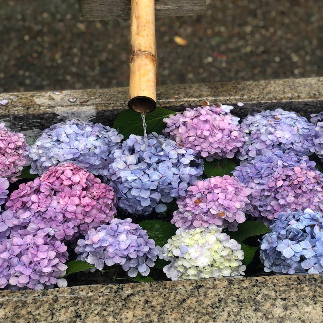 鳳真由さんのインスタグラム写真 - (鳳真由Instagram)「写真旅④✈️  こちらはーーーそうです。 愛しの鎌倉です。（ちょこっと江ノ島・七里ヶ浜も入ってます）  ふとした周期で猛烈にいきたくなる鎌倉。 この魔力は一体なんでしょ‼︎  以前一度だけ行った紫陽花の素晴らしい時期の長谷寺も感動しましたが、すごい人だったのを覚えています。 今年は人気の少ない中でも紫陽花たちは鮮やかに咲いてたんでしょうね。そんな媚びなさを何だかかっこいいとさえ感じます。  ステイホーム中に鎌倉に住む知人から頂いた、 まぼろしの今年咲いている紫陽花の写真のお裾分けも載せてます。  ほんとにほんとに癒されました(^^)  鎌倉にお住まいって素敵すぎる‥」7月14日 0時23分 - ootorispecialpanic