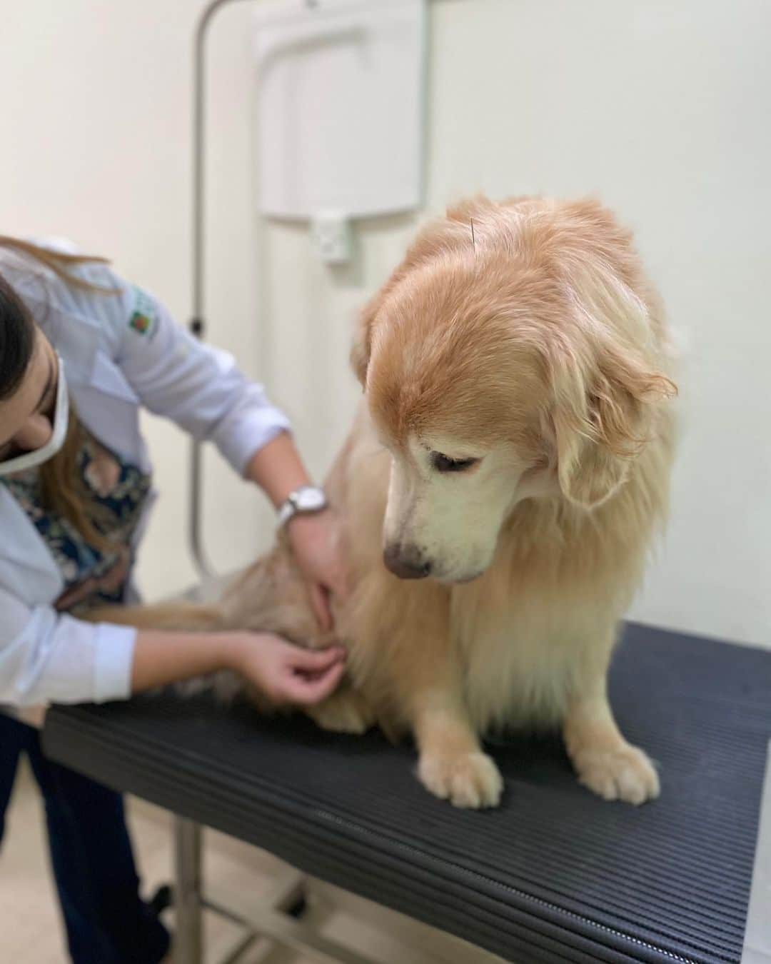 Bobさんのインスタグラム写真 - (BobInstagram)「Dia da primeira sessão de acupuntura do Bob, será que ele tem medo de agulha? @acupuntura_vet @hospitalvetpaesdebarros  . . . #pets #photooftheday #petsofinstagram #instagrammers #instagram #instadaily #vejasp #goldenretriever #goldenretrievers #goldenretrieversofinstagram #dogs #dogstyle #dogoftheday #dogsofinstagram #saopaulo #gudfriends #photography #acupuntura #acupunturapet」7月14日 0時29分 - bob_marley_goldenretriever