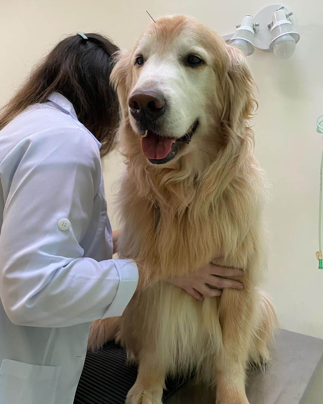 Bobさんのインスタグラム写真 - (BobInstagram)「Dia da primeira sessão de acupuntura do Bob, será que ele tem medo de agulha? @acupuntura_vet @hospitalvetpaesdebarros  . . . #pets #photooftheday #petsofinstagram #instagrammers #instagram #instadaily #vejasp #goldenretriever #goldenretrievers #goldenretrieversofinstagram #dogs #dogstyle #dogoftheday #dogsofinstagram #saopaulo #gudfriends #photography #acupuntura #acupunturapet」7月14日 0時29分 - bob_marley_goldenretriever