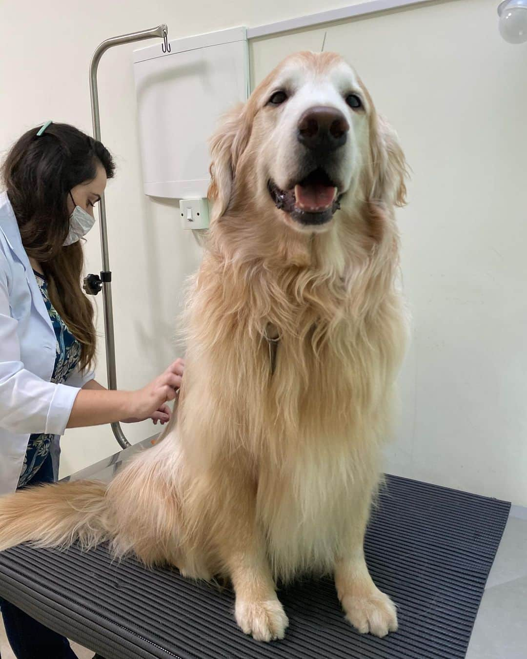 Bobさんのインスタグラム写真 - (BobInstagram)「Dia da primeira sessão de acupuntura do Bob, será que ele tem medo de agulha? @acupuntura_vet @hospitalvetpaesdebarros  . . . #pets #photooftheday #petsofinstagram #instagrammers #instagram #instadaily #vejasp #goldenretriever #goldenretrievers #goldenretrieversofinstagram #dogs #dogstyle #dogoftheday #dogsofinstagram #saopaulo #gudfriends #photography #acupuntura #acupunturapet」7月14日 0時29分 - bob_marley_goldenretriever