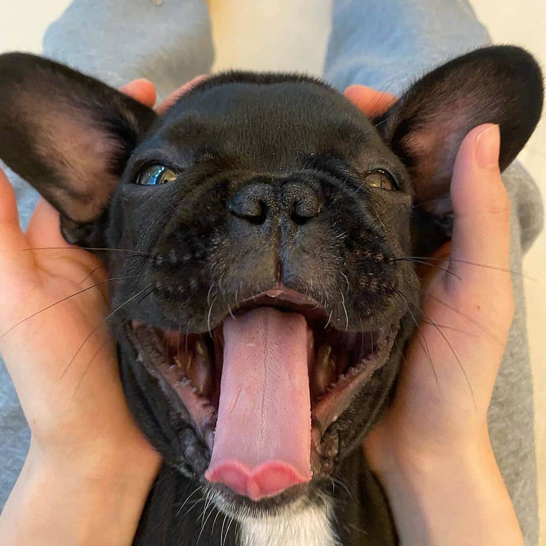 French Bulldogさんのインスタグラム写真 - (French BulldogInstagram)「Good morning 🖤🥱 @boss_thefrenchiee . . . . . #frenchie #frenchies  #französischebulldogge #frenchbulldog #frenchbulldogs #dog #dogsofinstagram #frenchies1 #bully #bulldog #bulldogfrances #フレンチブルドッグ #フレンチブルドッグ #フレブル #ワンコ #frenchiesgram #frenchbulldogsofinstagram #ilovemyfrenchie #batpig #buhi #squishyfacecrewbulldog」7月14日 0時55分 - frenchie.world