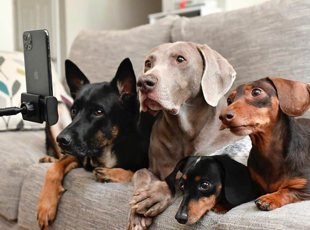 DogsOf Instagramのインスタグラム：「“#ad: Virtual Yappy Hour! After watching their humans stay connected via video chats over the last few months, Harlow & her friends decided to join the club! PetPro Tele+ by @petproconnect is a new mobile app providing virtual pet care right at your fingertips, we, paws! With the app, you can connect with a vet in your area and complete a profile for your pet(s). Pets and Vets are still signing up, so follow @petproconnect for updates!” writes @harlowandsage   Visit this link to learn more: http://shppn.co/Dogs_Of_Facebook_Photo」