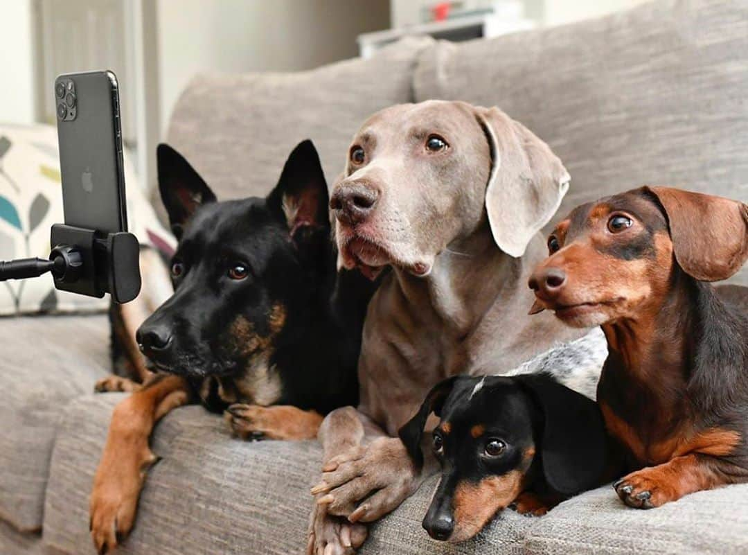 DogsOf Instagramさんのインスタグラム写真 - (DogsOf InstagramInstagram)「“#ad: Virtual Yappy Hour! After watching their humans stay connected via video chats over the last few months, Harlow & her friends decided to join the club! PetPro Tele+ by @petproconnect is a new mobile app providing virtual pet care right at your fingertips, we, paws! With the app, you can connect with a vet in your area and complete a profile for your pet(s). Pets and Vets are still signing up, so follow @petproconnect for updates!” writes @harlowandsage   Visit this link to learn more: http://shppn.co/Dogs_Of_Facebook_Photo」7月14日 0時59分 - dogsofinstagram