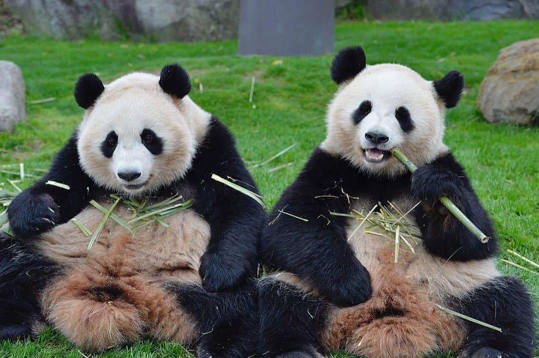 パンダ（白浜）さんのインスタグラム写真 - (パンダ（白浜）Instagram)「twins relationship 🌸🍑  🐼😊🐼  #ADVENTUREWORLDPANDAS #baby #HELLOLITTLE #pandamental #hellopanda #ハローリトル #ハローパンダ #パンダグラビア #パンダ　and #panda #pandababy 🐼🐼🐼」7月14日 1時02分 - hellopanda_book