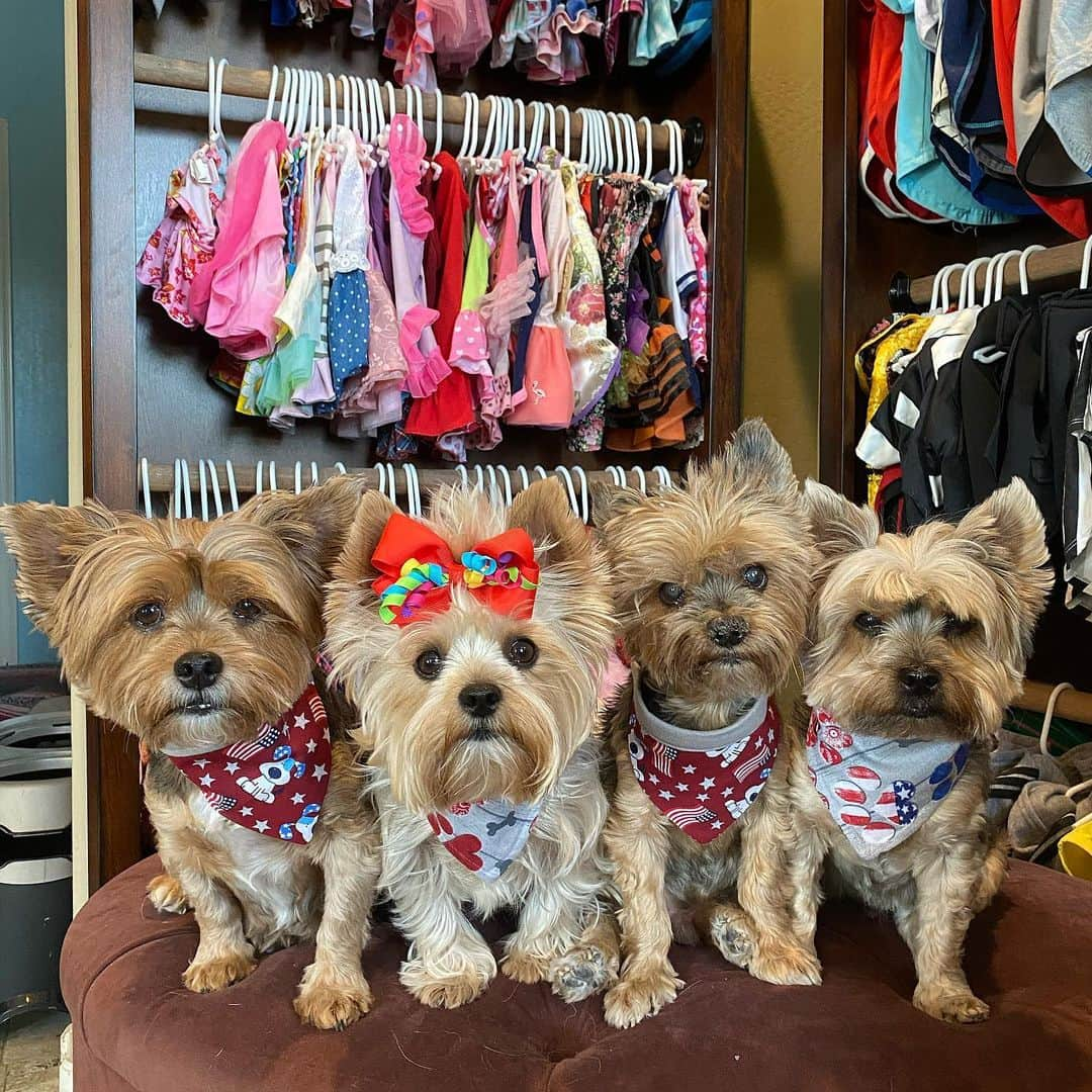 さんのインスタグラム写真 - (Instagram)「Sammy, Allie, Oliver & Max 💭 Happy Monday! 👋🏼👋🏼 Wishing all our furiends a fantabulous new week! 🥰🐾♥️🥳 We are modeling these cute bandanas from @r.and.t.boutique made by our buddies’ mommy @riley_teddyward143 Check them out! 😍👍🏼♥️👏🏼 #DogBandannas #DailyDoseOfCute #DogCloset #mondayvibe」7月14日 1時23分 - happyyorkiefamily