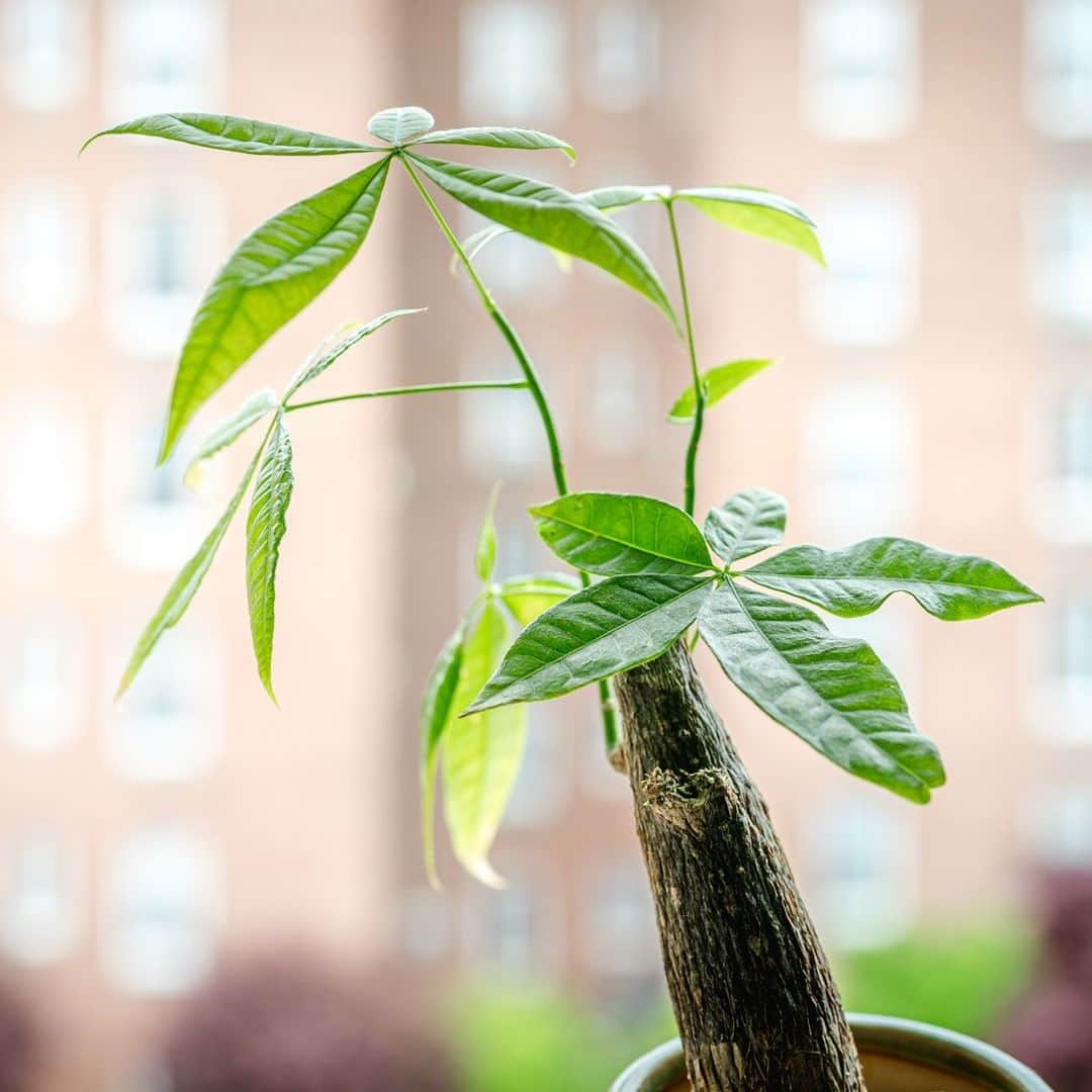 ニューヨーク植物園のインスタグラム