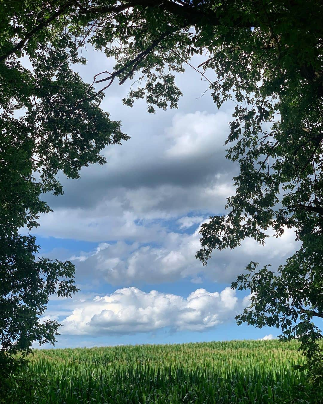 ミシェル・モナハンさんのインスタグラム写真 - (ミシェル・モナハンInstagram)「Arc de Triomphe. Iowa style.🌳」7月14日 1時28分 - michellemonaghan