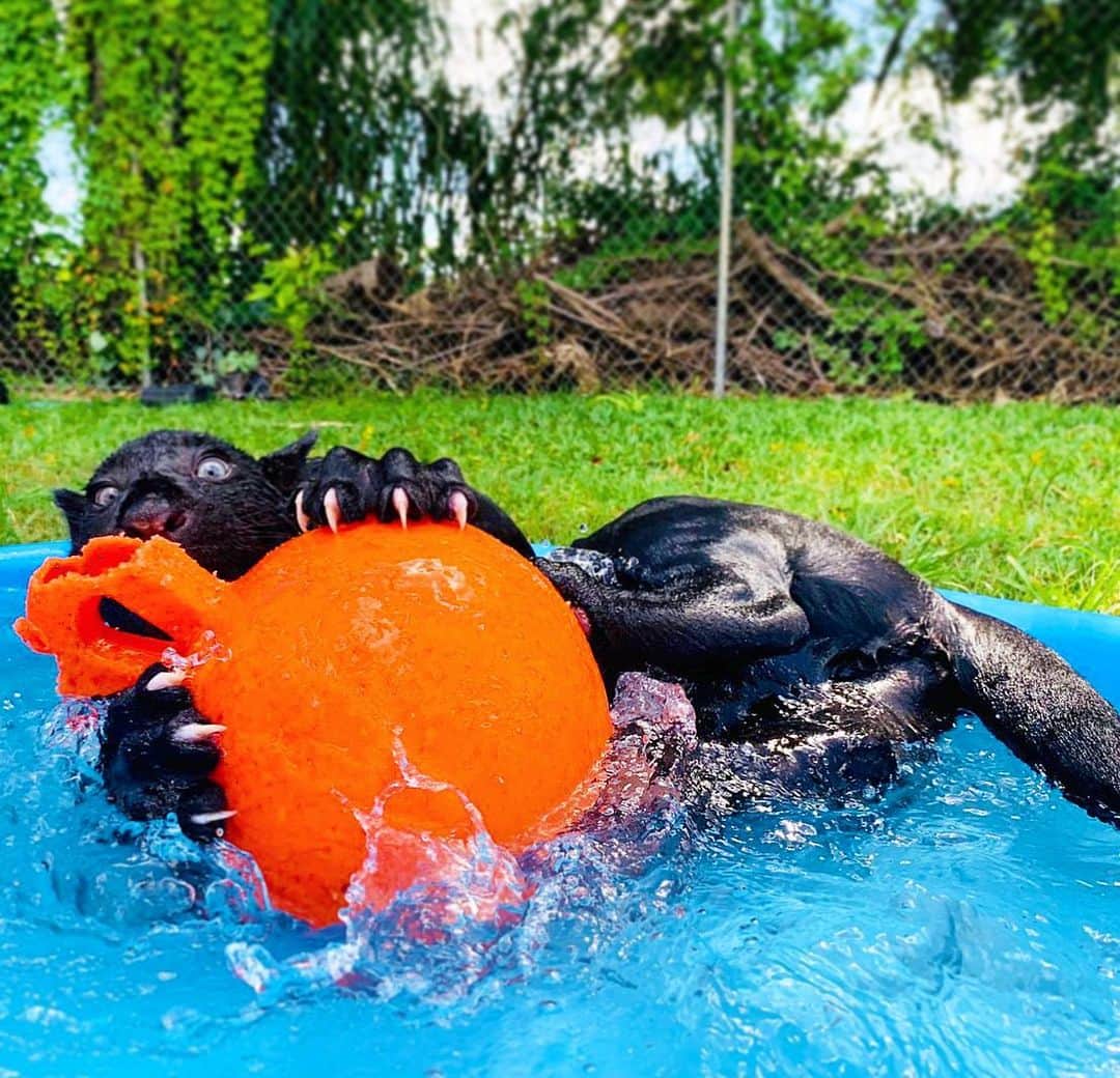 Zoological Wildlife Foundationさんのインスタグラム写真 - (Zoological Wildlife FoundationInstagram)「Eclipse and her favorite toy...🤣💦 #sillygirl #jaguar」7月14日 1時53分 - zwfmiami