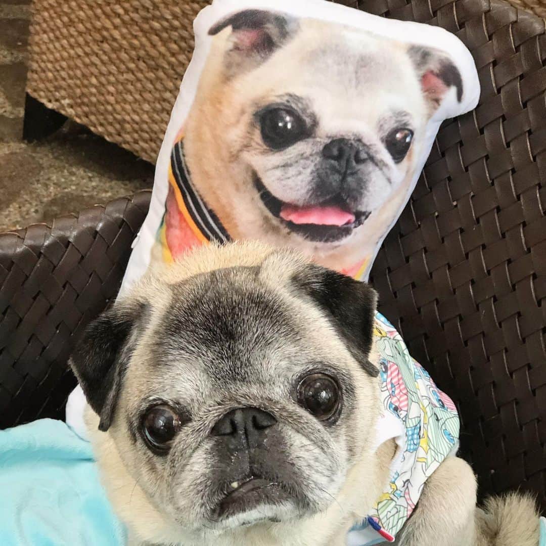 八兵衛のインスタグラム：「friend Guli & Hachibei ☺️ * * * ぐりちゃんと お灸に行って キャフェーに寄りました✨ * *  * ①笑顔のぐりちゃん❤️  ②いつもこうやって写真撮ってました☺️ ③昼寝を見守ってくれるぐりちゃん。お尻押しつけてごめんね😂 * * 等身大の可愛いぐりちゃんに 癒されました💕💕 * *  #ほぼ黒パグ #おじいちゃん犬 #pug #puggy #puglife #puglove #petstagram #pugstagram #pugsofinstagram #pugs #dog #ふわもこ部  @igersjp #IGersJP #east_dog_japan #pecoイヌ部 #八兵衛 #はちべえ #朝ワンコ夕ニャンコ」
