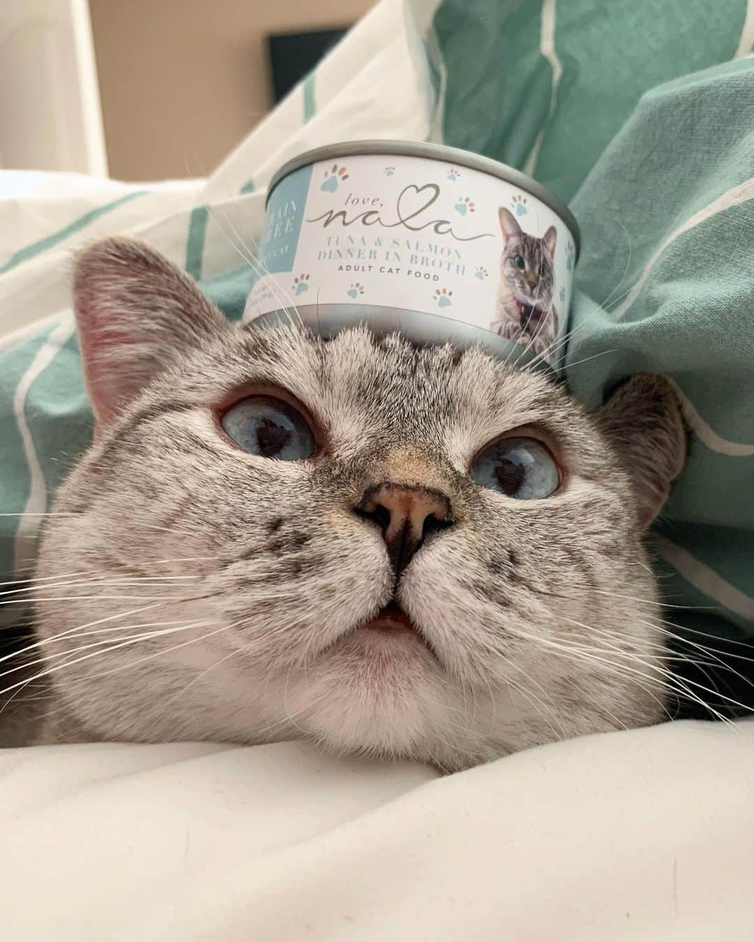 nala_catさんのインスタグラム写真 - (nala_catInstagram)「It's my Birthday Month! 🥳🎂🎁Don’t forget to enter the giveaways for a chance to win a modern cat scratching post, cozy cat bed bundle, limited edition Nala Cat merch, Love Nala cat food and more! @lovenalaco @meowingtonsco   What are you waiting for? The giveaway starts now and ends on 7/16/2020. Simply enter your email for a chance to win⬇️  https://lovenala.com/pages/meowingtons  Good luck and have fun!  Giveaway restricted to the US. #meowingtonspartner #lovenala」7月14日 2時17分 - nala_cat