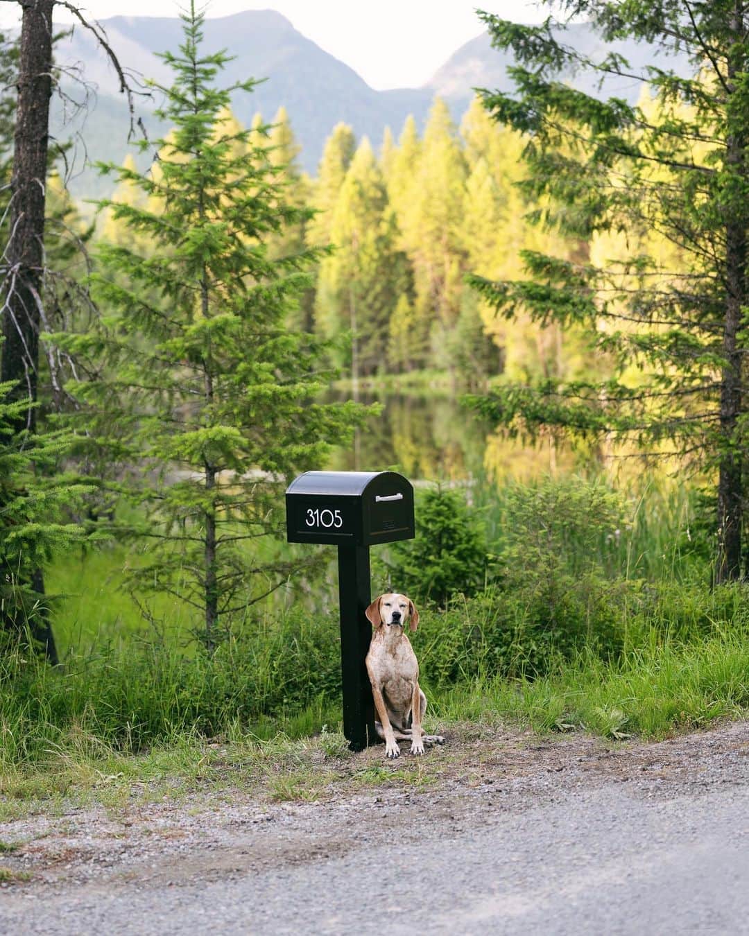 マディのインスタグラム：「We got a mailbox! Feels official now ✨」