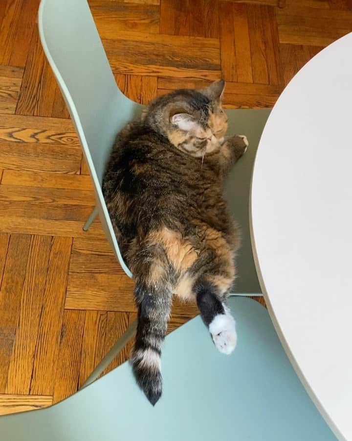 Tinaのインスタグラム：「This seat’s taken.」