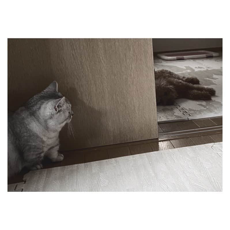 山谷花純さんのインスタグラム写真 - (山谷花純Instagram)「埋まらない距離。 まるの片想い継続中。  #ミヌエット #トイプードル #まるとの生活 #猫がいる生活 #にゃんすたぐらむ」7月14日 12時18分 - kasuminwoooow