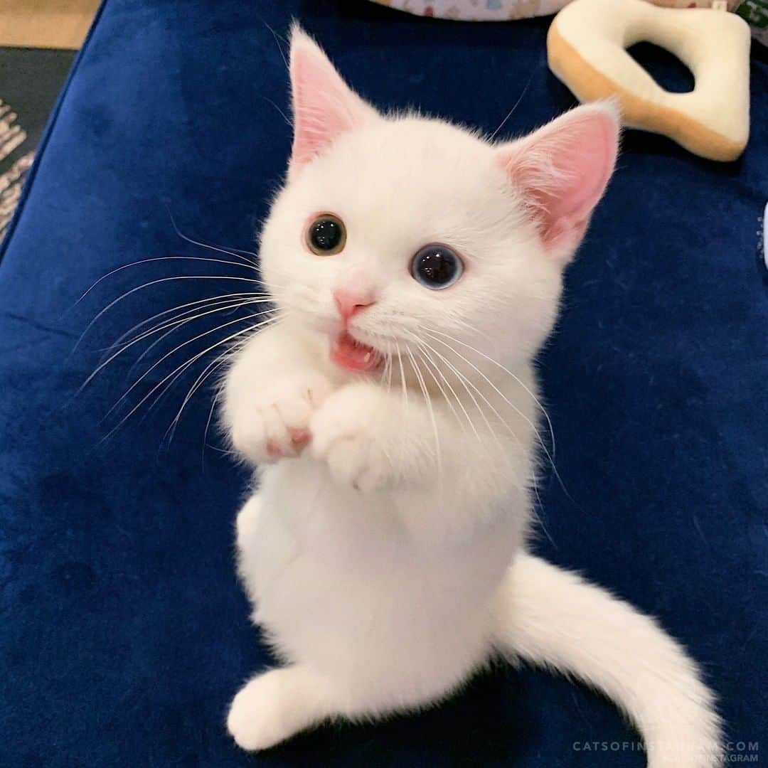 Cats of Instagramさんのインスタグラム写真 - (Cats of InstagramInstagram)「From @cheese_eggen: “Come and play with me now! Or I’ll bite you😺😈” #catsofinstagram」7月14日 12時15分 - cats_of_instagram