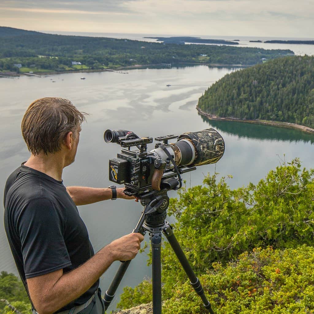 Tim Lamanさんのインスタグラム写真 - (Tim LamanInstagram)「Photo by @TimLaman.  Juvenile Peregrine Falcon.  Fastest bird on the planet.  Frame from @RedDigitalCinema footage, shot today in Acadia National Park from a cliff top looking down over Somes Sound, filming for the #CornellLabofOrnithology and #AcadiaNationalPark.  Focusing on flying peregrines was a challenge!  BTS shot by @RussLaman.  #shotonRED #Acadia #Maine」7月14日 12時27分 - timlaman