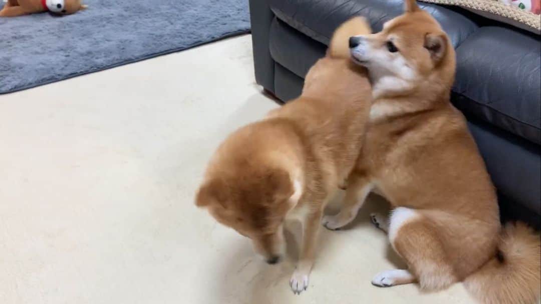 豆柴 サニーちゃんさんのインスタグラム写真 - (豆柴 サニーちゃんInstagram)「. . HELLO〜こんにちわんわん🐶🌀🐻 . やられっぱなしの、さにちゃん🐻 3回ものおちりアタックを受ける🍑 でも、動じない 挑発にも乗らない🤣 . 右からも左からも お見事なアタックだこと❣️🐶🍑 . ひっくり返って お手手広げて挑発🐾可愛い💕 . . #さにらむ劇場 #ラムちゃんのお尻アタック #やられっぱなしの姉 #相手にしたら負け #メリハリ #遊んでアピール #大好きアピール #お尻アタック . #柴犬#豆柴 #赤柴#豆柴子犬 #まめしば#いぬのきもち#ふわもこ部 #サンデイ#サンデイいぬ組#anicas#shiba_snap #shibainu#shiba#mameshiba#shibastagram #mameshibapuppy#shibapuppy #豆柴サニーちゃん#豆柴ラムちゃん#さにらむたん #さにらむ2020」7月14日 12時20分 - sunny_rei_32