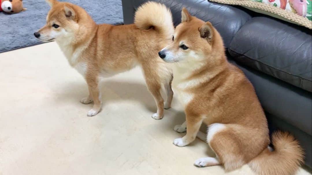 豆柴 サニーちゃんさんのインスタグラム写真 - (豆柴 サニーちゃんInstagram)「. . HELLO〜こんにちわんわん🐶🌀🐻 . やられっぱなしの、さにちゃん🐻 3回ものおちりアタックを受ける🍑 でも、動じない 挑発にも乗らない🤣 . 右からも左からも お見事なアタックだこと❣️🐶🍑 . ひっくり返って お手手広げて挑発🐾可愛い💕 . . #さにらむ劇場 #ラムちゃんのお尻アタック #やられっぱなしの姉 #相手にしたら負け #メリハリ #遊んでアピール #大好きアピール #お尻アタック . #柴犬#豆柴 #赤柴#豆柴子犬 #まめしば#いぬのきもち#ふわもこ部 #サンデイ#サンデイいぬ組#anicas#shiba_snap #shibainu#shiba#mameshiba#shibastagram #mameshibapuppy#shibapuppy #豆柴サニーちゃん#豆柴ラムちゃん#さにらむたん #さにらむ2020」7月14日 12時20分 - sunny_rei_32