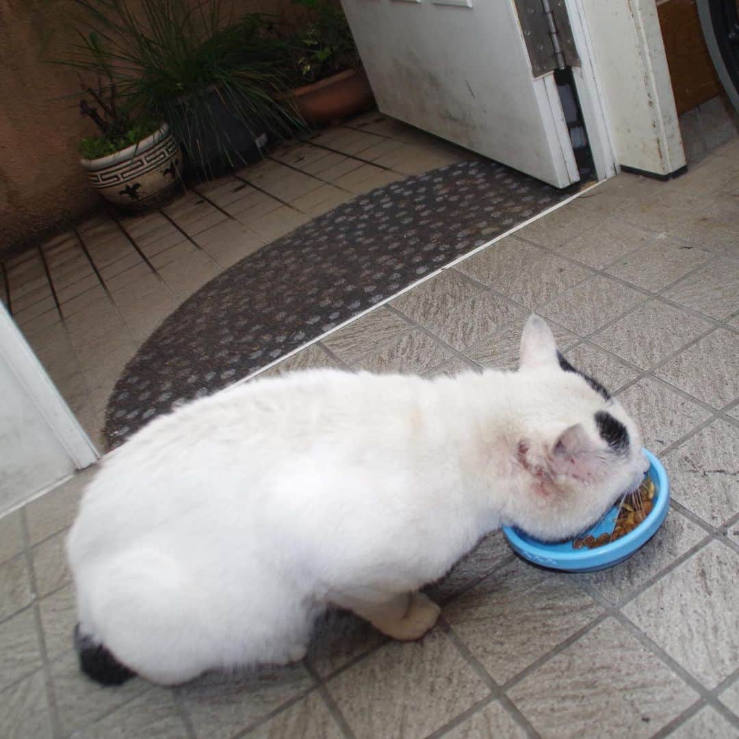 Kachimo Yoshimatsuさんのインスタグラム写真 - (Kachimo YoshimatsuInstagram)「一年前のナナクロ。 Nanakuro a year ago. Photo:2019.07.14 また右耳後に傷。 ご飯食べて、ちゅーる食べて、 頭頂、からの毛繕い。  #うちの猫ら #nanakuro #ナナクロ #猫 #ねこ #一年前のナナクロ #cat #ネコ #catstagram #ネコ部 http://kachimo.exblog.jp」7月14日 12時27分 - kachimo