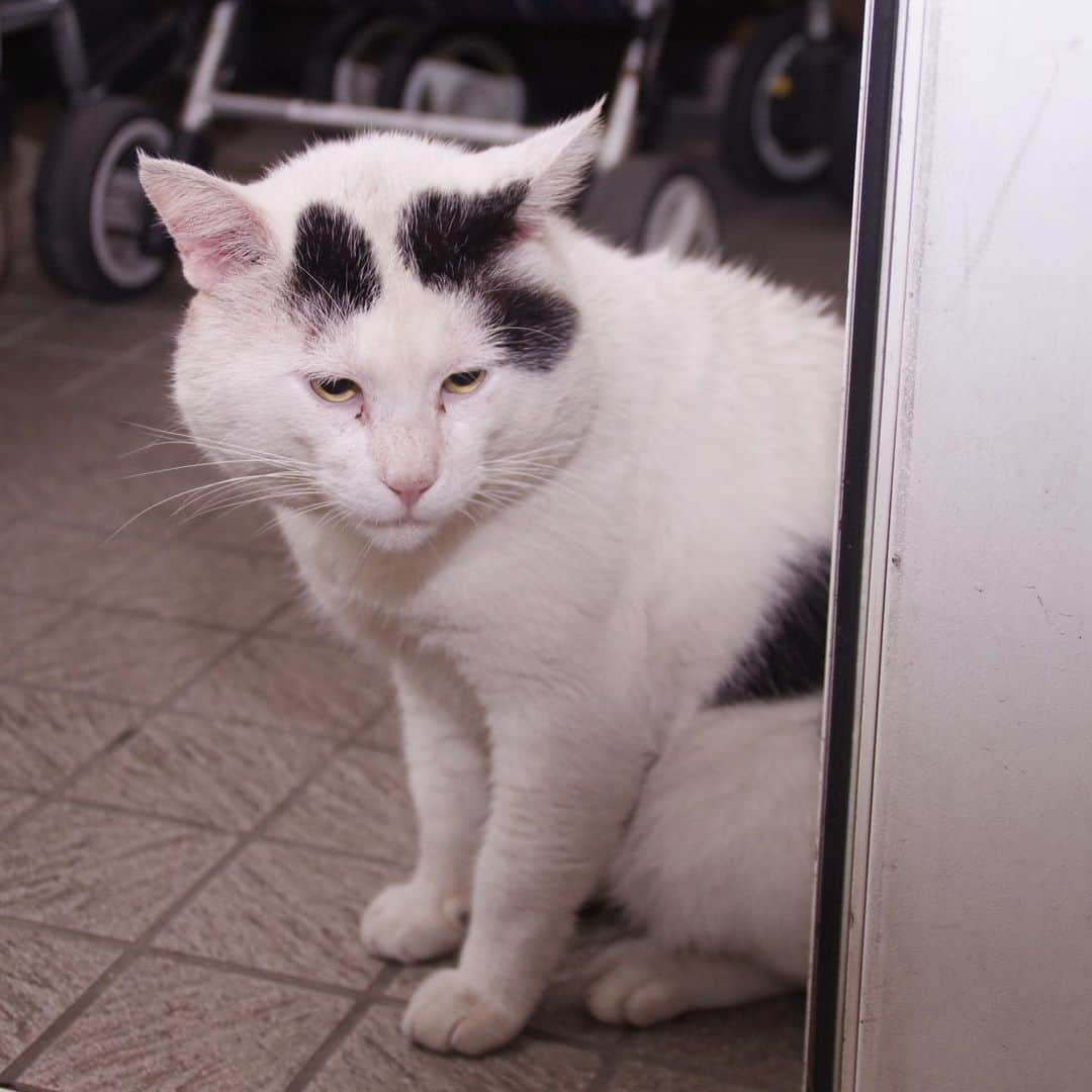 Kachimo Yoshimatsuさんのインスタグラム写真 - (Kachimo YoshimatsuInstagram)「一年前のナナクロ。 Nanakuro a year ago. Photo:2019.07.14 また右耳後に傷。 ご飯食べて、ちゅーる食べて、 頭頂、からの毛繕い。  #うちの猫ら #nanakuro #ナナクロ #猫 #ねこ #一年前のナナクロ #cat #ネコ #catstagram #ネコ部 http://kachimo.exblog.jp」7月14日 12時27分 - kachimo