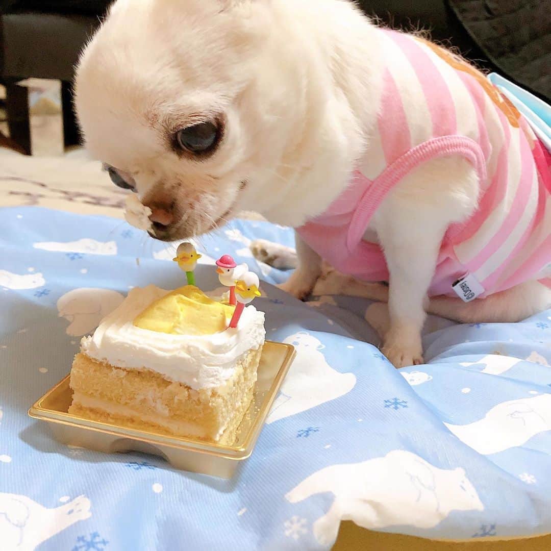 Soweluのインスタグラム：「Happy 14th Birthday Belly♡ 昨日7/13、ベリーちゃんが14歳の誕生日を迎えました🎉💕💕 人間の年齢でいうと78歳👀  ワンちゃん用のピザとケーキを用意してお祝いしました🍕🎂💛 とーっても美味しかったみたいで夢中になって食べてたよ😋✨ ちなみにケーキはベリーちゃんが大好きなかぼちゃを使ったパンプキンケーキにしたよ🍰  ベリーちゃんはもう何年も管を尿道に入れて尿を出している状態で下半身は不自由なんだけど。 実はここ1年くらいかな？ 眠るときに呼吸が苦しくなるみたいで苦しそうになる度、一緒に寝てる母もビックリして起きてしまうっていう状況で心配で眠れなくなっちゃうんだよね… もうおばあちゃんだから 先も長くないと思うと本当に最近はヒヤヒヤしてしまって。。 小さな体で一生懸命に呼吸しているベリーちゃん。 本当に苦しまないでほしい🙏  いつもベリーちゃんに愛を送ってくれるみなさん 本当にありがとう💓これからもベリーちゃんは頑張ると思います😌🙏  こうして14歳の誕生日をみんなでお祝い出来て 本当に良かった✨  Love you so much Belly💛🧡💚 ・ ・ ・ #birthdaygirl  #14yearsold  #mylove #dog  #doglover  #family #weloveyou」