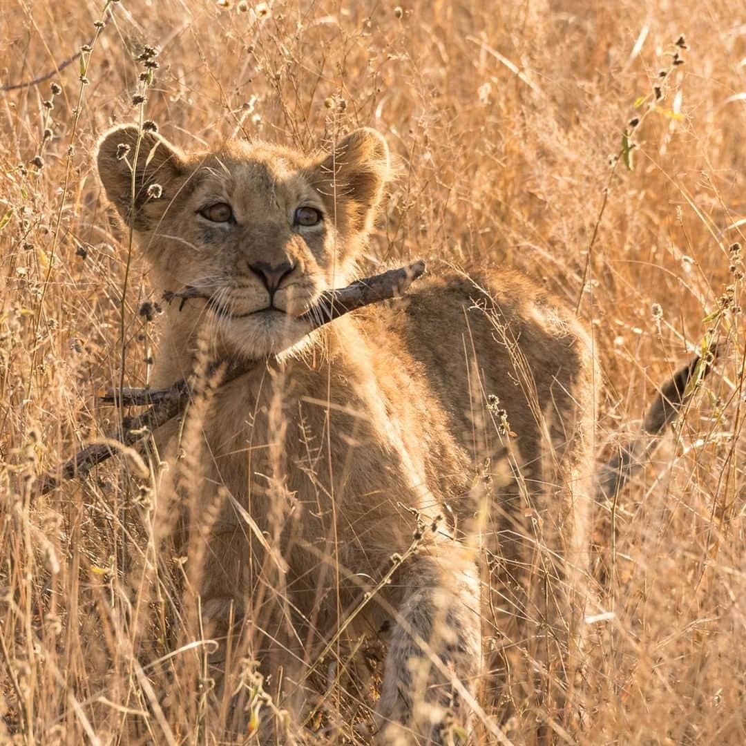 National Geographic Travelさんのインスタグラム写真 - (National Geographic TravelInstagram)「Photo by @daisygilardini  During a recent trip to South Africa, I found it funny to watch this lion cub going through an identity crisis. The lion was playing with a stick as though it were a dog instead of a big cat.  Lions are listed as a vulnerable species on the IUCN Red List, with an estimated 20,000 to 39,000 wild lions left. They are facing a number of threats, from habitat loss and fragmentation—due to residential development and consequent increase of land set aside for farming—to hunting, human conflict, and pollution. According to the WWF, the total population has decreased by over 40 percent in just three generations. Follow me @DaisyGilardini for more images and stories behind the scenes. #southafrica #lion #cat」7月14日 13時09分 - natgeotravel