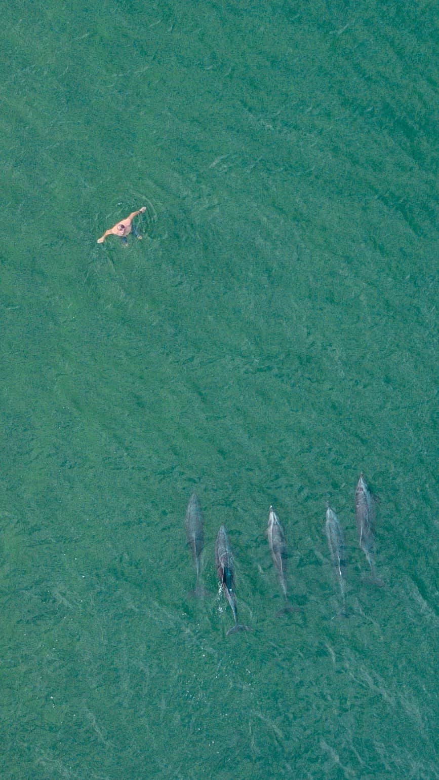 Pete Halvorsenのインスタグラム：「Dolphins interacting with swimmers, surfers and paddle boarders off the coast of Manhattan Beach」