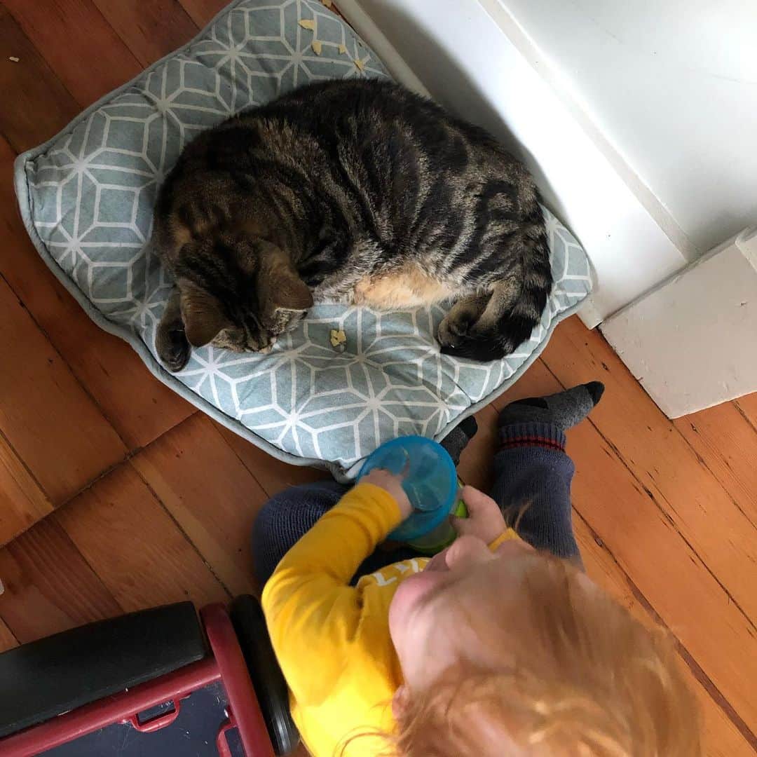 マチルダのインスタグラム：「Friends, I have a very special request.   You may not know that I have my very own little boy that lives in my house. I love him with my entire heart. 💜💜💜  He is almost the exact same age as Kaysen who you can visit @kaysensquest  Kaysen has SMA Type 1, which is a progressive disease. The disease can be stopped with a drug called Zolgensma, which is outrageously expensive and not covered by medical.   My humans and I can’t imagine the anguish that his parents must feel, knowing that there’s something that could help but which is so far out of reach. It’s not fair. 😿  Kaysen needs Zolgensma by his second birthday, which is in just 4 days!! If you are able to donate anything at all, no matter how big or how small, please please click the link in my bio and help this little boy.   Thank you from the bottom of my heart!! 🙏 xoxo Matilda  #kaysensquest #savekaysen #raredisease #kaysen #boysandcats #ilovehumans #aliencatmatilda #aliencat #yourdailtcat #love #zolgensma #smatype1」