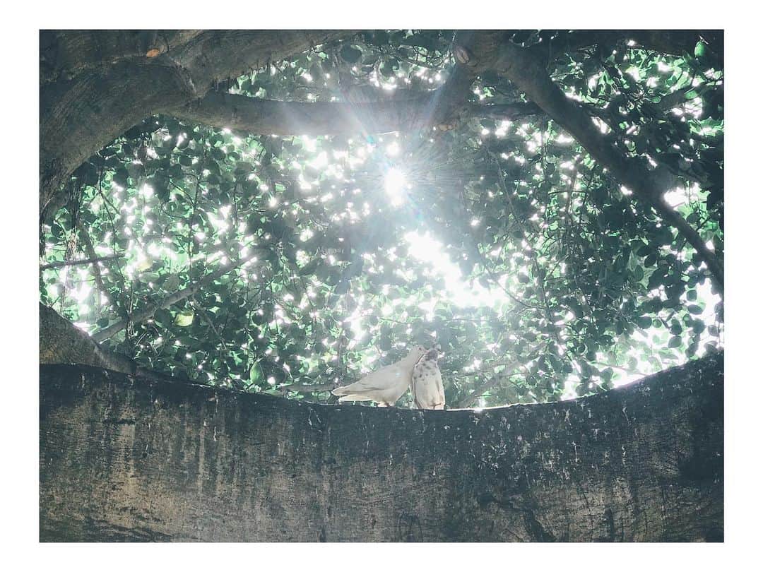 のインスタグラム：「A moment﻿ ———————————————————————﻿ ﻿ ﻿ ﻿ ﻿ ﻿ ﻿ ﻿ なんて素敵﻿なの。  #birds #birdsphotography #birdphoto #kiss #kissing #tree #onthetree #beautiful #beautifulmoments #sunrise  #sunshine #tree #bird #pigeon #pigeons #鳩 #鳥 #美しい景色 #美しい瞬間  #写真 #感動  ﻿ ﻿ ﻿ ﻿ ﻿ ﻿ ﻿」