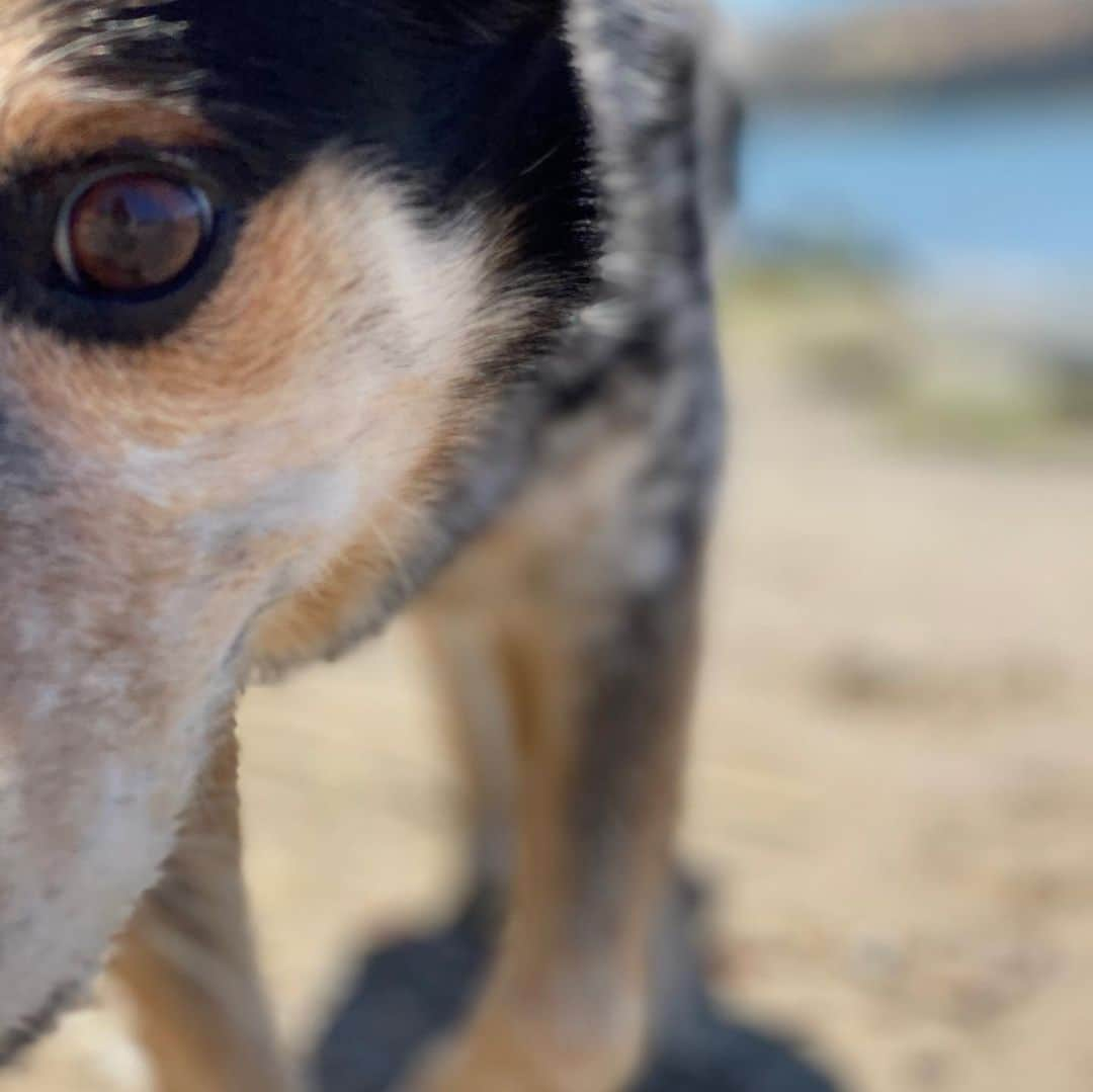 Dogs by Ginaさんのインスタグラム写真 - (Dogs by GinaInstagram)「Name this beach!   First comment with the correct answer gets a gift 🐾   *IG ONLY*」7月14日 5時22分 - napanatural.dogco