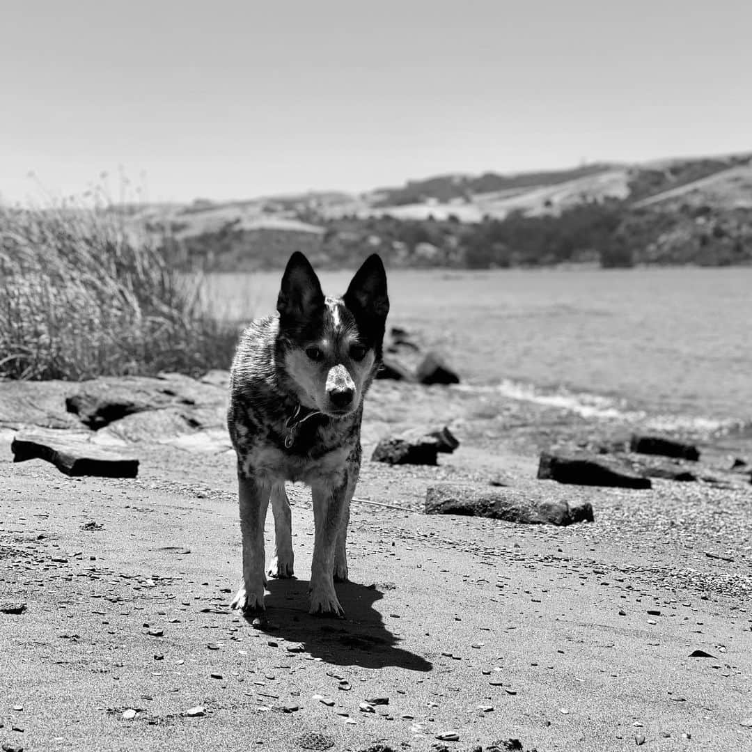 Dogs by Ginaのインスタグラム：「Name this beach!   First comment with the correct answer gets a gift 🐾   *IG ONLY*」