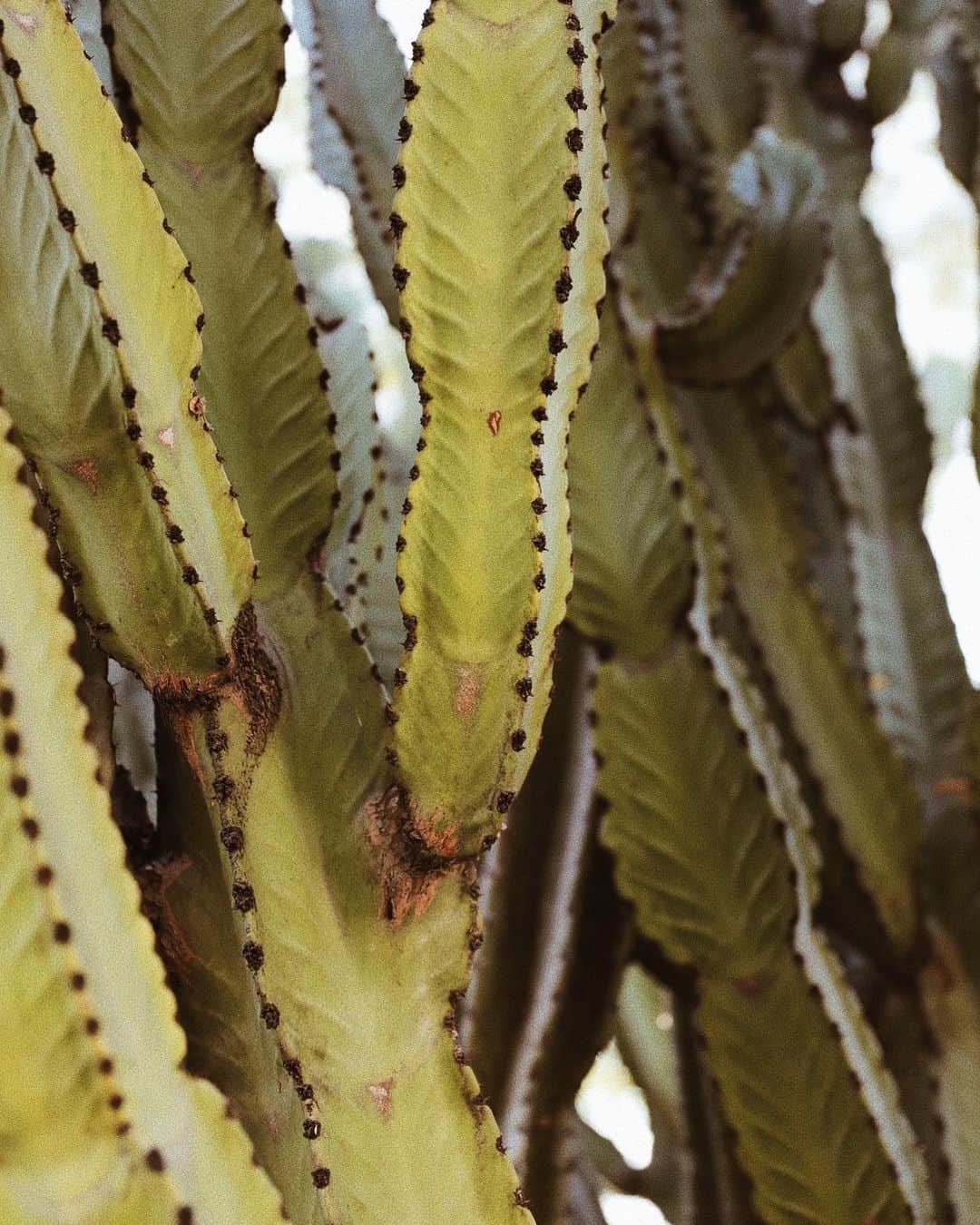 ジュリー・サリニャーナのインスタグラム：「🌵🌵🌵 luvr.」