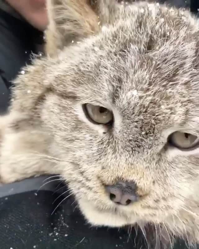 WildLifeのインスタグラム：「Via @maxstrong Listen to those baby lynx purrs 🔊😱 • • Did you know that not all cats purr? Many larger species including lions and tigers have their own unique sounds. Others, such as lynx or cheetahs will purr just like the cats you have at home! Based on these purrs, I’d say it’s safe to say that Lulu was very content watching the snow fall from my arms 🙌🏼 @countryken101 @capitalfilmwranglers 🎥: @mtksadventures」