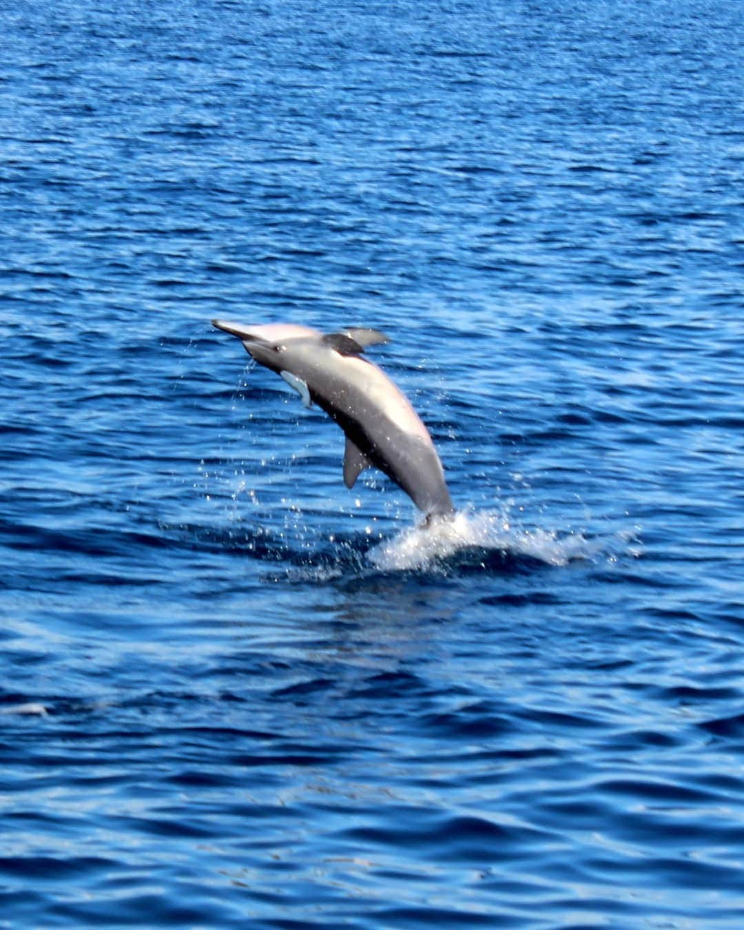 And Youさんのインスタグラム写真 - (And YouInstagram)「"Sometimes your only available transportation is a leap of faith."  - Margaret Shepard  Can you spot the fish that hitched a ride on this leap? ​. ​. ​. ​. ​. ​#leapoffaith #leap #jump #spinnerdolphin #inspirational #mondayinspiration」7月14日 6時14分 - dolphinsandyou