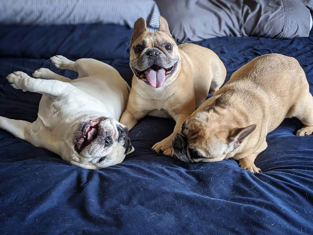 Manny The Frenchieさんのインスタグラム写真 - (Manny The FrenchieInstagram)「Mom is trying to change the sheets, we have other plans! 😂  #wrestlemania」7月14日 6時27分 - manny_the_frenchie