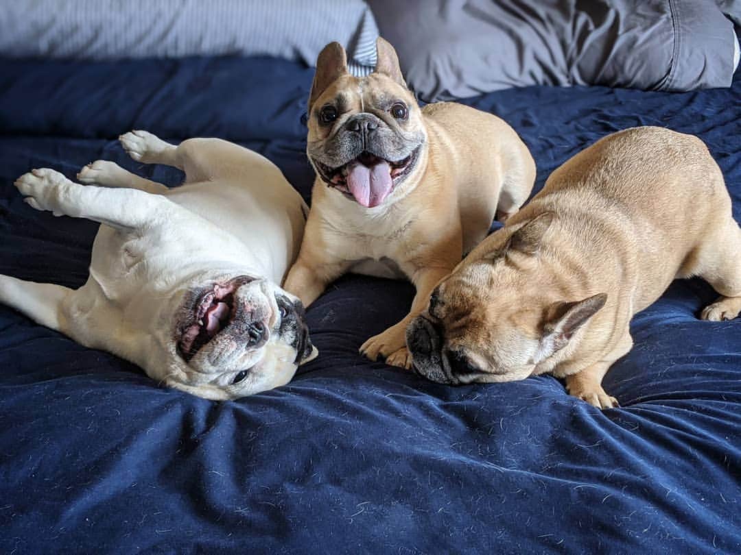 Manny The Frenchieのインスタグラム：「Mom is trying to change the sheets, we have other plans! 😂  #wrestlemania」