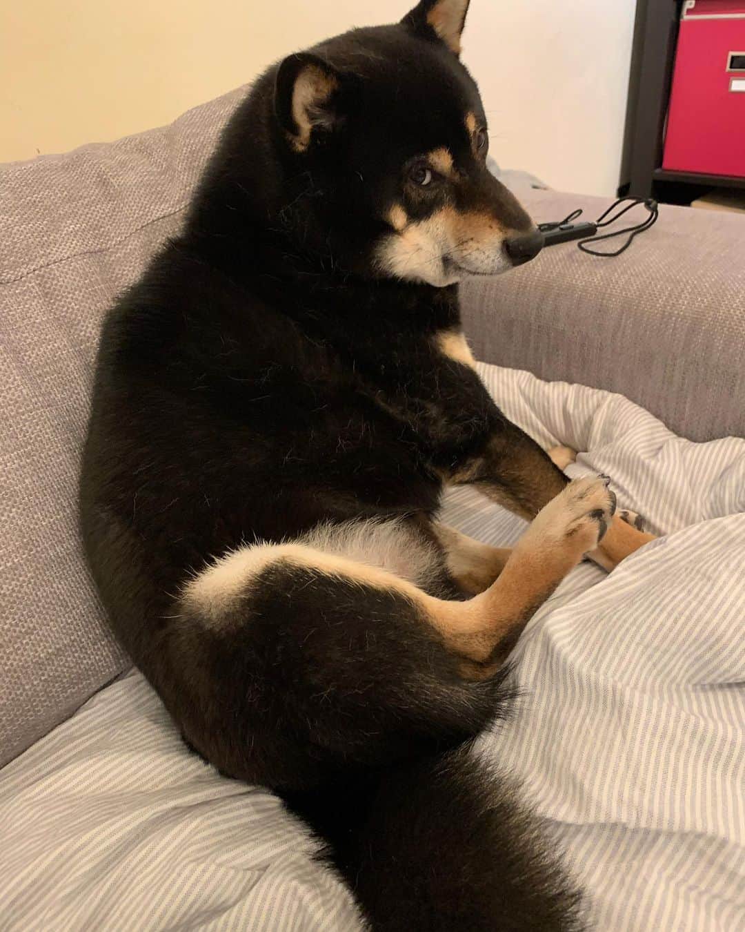 ?Fricko the Shiba Inu?のインスタグラム：「😒”humom cuddling me without my permission 😒”—Keaton  🐾 🐾 #Keaton #🐶 #shiba #shibainu #dog #柴犬 #黒柴 #子犬 #shibalovers #shibaholics #dogoftheday #dogslife #weeklyfluff  #dogstagram  #dogscorner #shibapuppy #puppiesofinstagram」