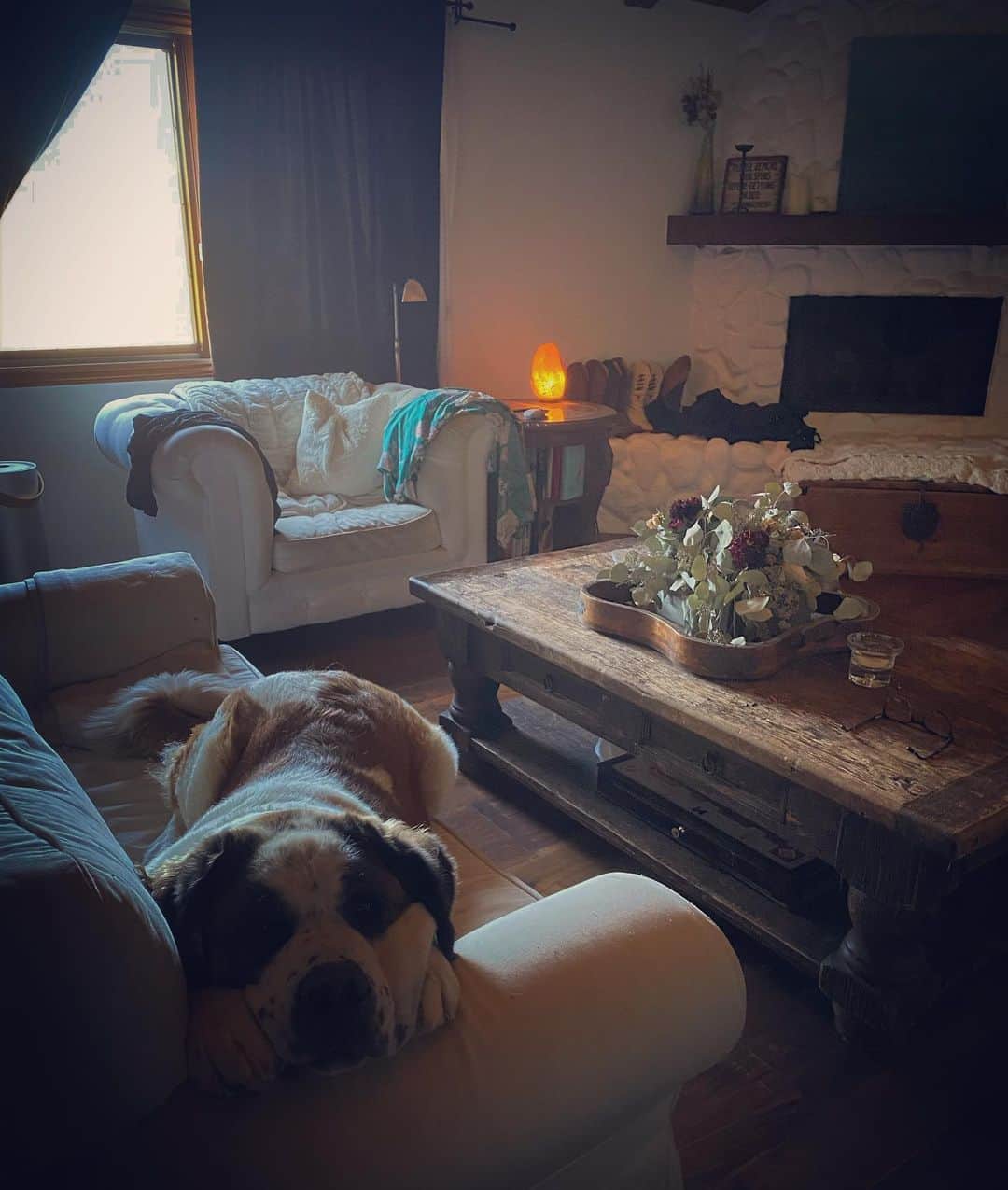 ホリー・マリー・コームズのインスタグラム：「Again. Whyyy? #quarantinelife They alll  #havetobe in myyyyyyy room. 🐶 when you’ve been in dog quarantine so long you have to hold up your own cheeks #swipeleft」