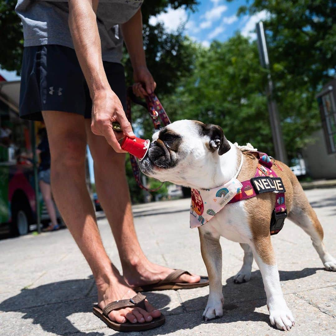 The Dogistさんのインスタグラム写真 - (The DogistInstagram)「(Part 2/2) Latto & Dino (French Bulldogs) & Ron & Solo of @Woofbowl, Washington, DC • “My one observation in this industry, as a minority owned company, is the challenge of getting trust and the benefit-of-the-doubt from other businesses and collaborators. I fear there may be an unconscious bias relating to the intelligence of Black business owners and their competence. We just want an opportunity. If we suck, then don’t use us again; that’s fair. Also, I believe for so long popular images of Black people – particularly Black men – with dogs has been few and far between. There are tons of commercials with dogs on the TV/internet, but I bet you can count on one hand how many have minority faces in them. And often when there is an image on popular media it's Michael Vick; this has a framing effect and implies a negative connotation and relationship with Black men and dogs. As a member of the ‘Black delegation’ I can say we absolutely LOVE dogs.”」7月14日 6時56分 - thedogist