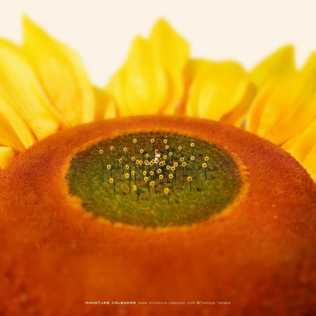 田中達也さんのインスタグラム写真 - (田中達也Instagram)「⠀ “Sunflower Field” ⠀ ヒマワリのヒマワリによるヒマワリのための畑 ⠀ #ひまわりの日 #花畑 #Sunflower #FlowerGarden ⠀ ───────────────── 《EXHIBITION info》 ⠀ 【MINIATURE LIFE展 in 函館】 MINIATURE LIFE EXHIBITION in Hakodate until: Aug 16, 2020 #MiniatureLife展 #ミニチュアライフ展 ⠀ ℹ️Please look at the Instagram story’s highlight for more information. ⠀」7月14日 7時00分 - tanaka_tatsuya