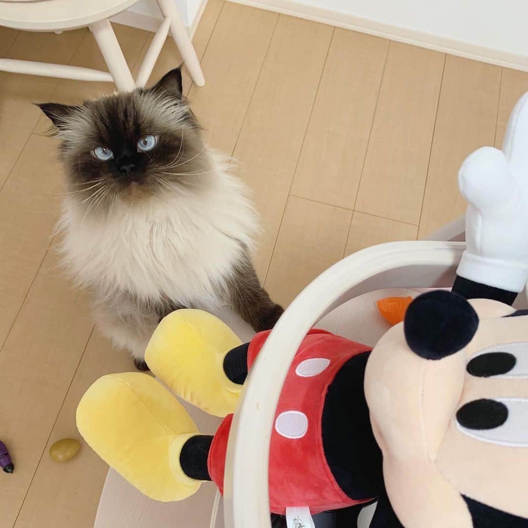 plumeのインスタグラム