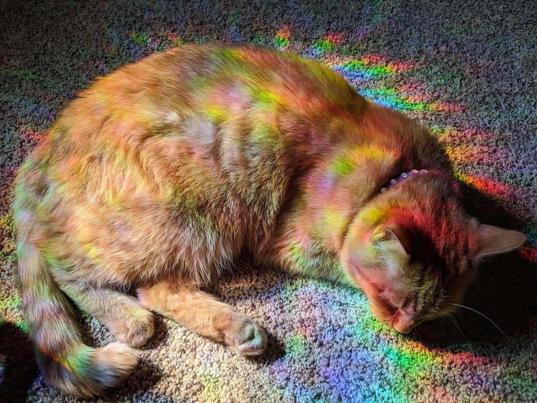 のインスタグラム：「Still mad at Instagram but people keep asking for pics of my kitties. I guess I can post every now and then 🤭」
