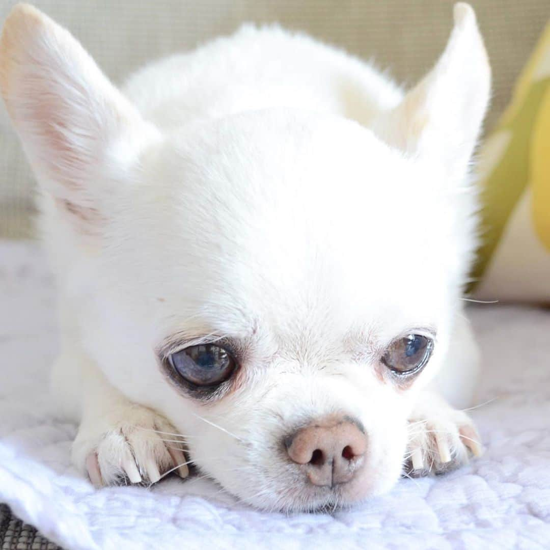 KORIKIのインスタグラム：「おはようございます♪ * #🐽 #dogofsapporo #dog, #dogs, #dogstagram,#chihuahua,#犬バカ部,#チワワ,#koriki, #hanadog #白スムチ連合会, #スムチー,  #dogofthedayjp, #dogoftheday  #ilovemydog #instadog #instapet #WhiteChihuahua  #吉娃娃 #치와와  #dogsofinstagram #Chihuahualover  #ชิวาวา #チワワの輪 #barkbox #WhiteChihuahuaParty #もふもふモフモフ」