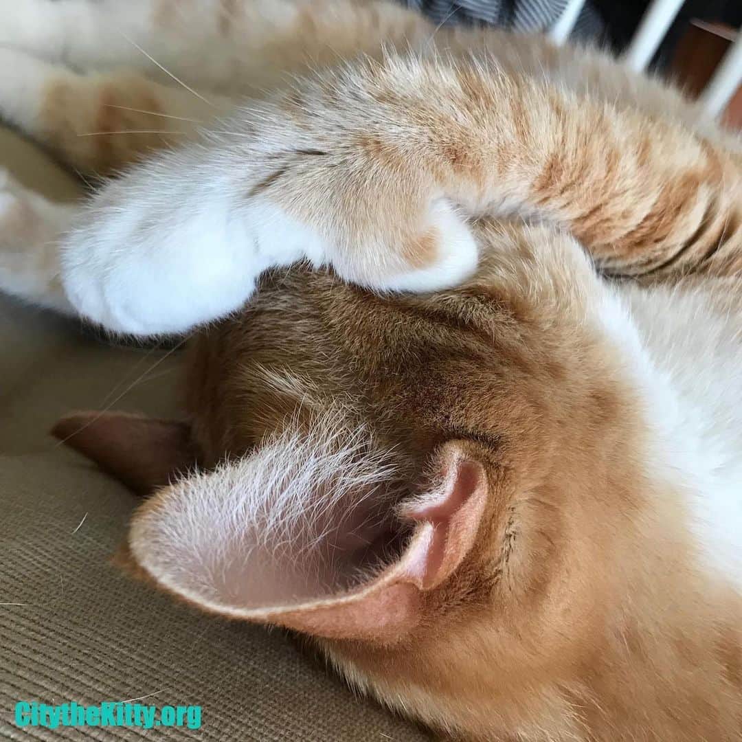 City the Kittyさんのインスタグラム写真 - (City the KittyInstagram)「Some days you just have to shut it all out. 🐾 😿 #EnoughIsEnough #StopDeclawing #thumbs  www.citythekitty.org」7月14日 7時24分 - citythekitty