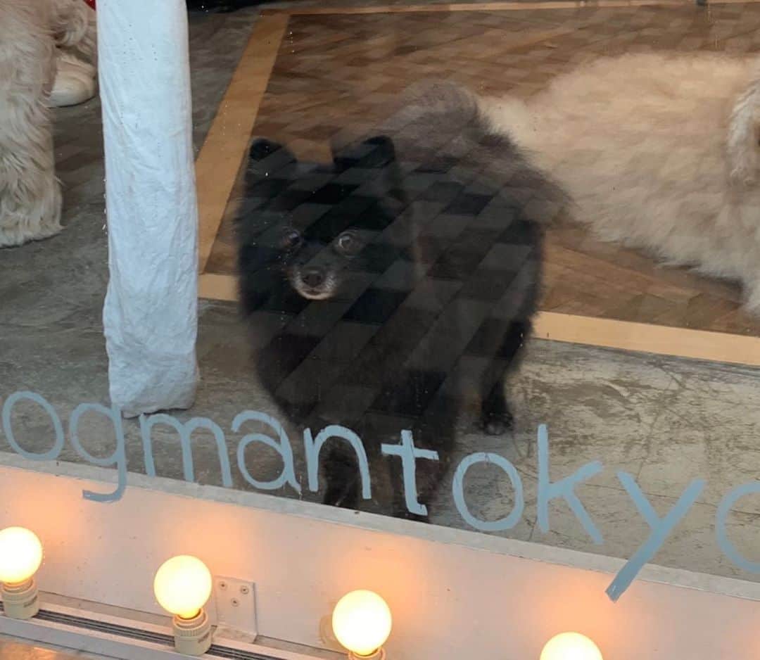 梅宮アンナさんのインスタグラム写真 - (梅宮アンナInstagram)「連続2日目の @dogmantokyo 💕💕  毎回１匹づつシャンプーカットです🥰  今回はくまちゃんです🐶🐶  綺麗さっぱりに仕上がりました🥰🥰✨✨✨✨✨✨  ふあふあです✨✨✨✨🐶🐶  #dogmantokyo #dog #トリミング」7月14日 8時01分 - annaumemiya