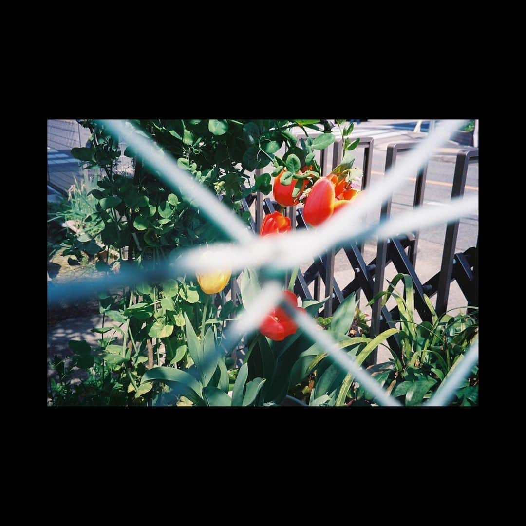のインスタグラム：「. #私の視界をおすそ分け #生活とフィルム . .」