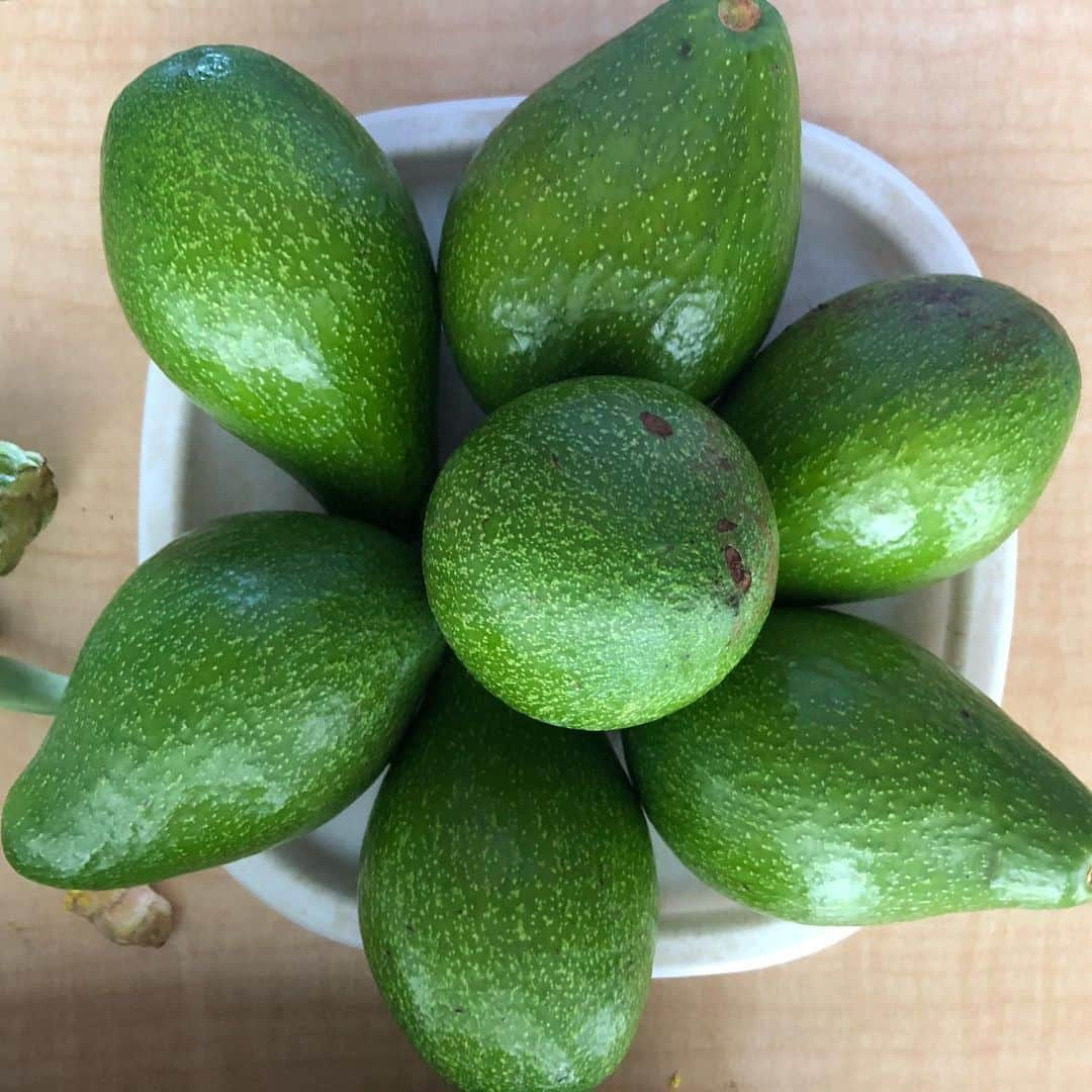 Honolulu Myohoji Missionさんのインスタグラム写真 - (Honolulu Myohoji MissionInstagram)「The color of #goodness of the week.🥑  Hawaii weather enable us to feel “rich” in fruits and vegetables. The gift from the earth of the week is #avocado !  Do you buy local produce? I know it’s easy to buy packaged fruits at big supermarkets, but the local ones picked by farmers (or probably from your auntie and uncle) has natural energy and it fulfills your heart. It’s something you can’t see, but once you can feel it, you will realize how great local produces are. ☺️  * * * * #ハワイ #ハワイ好きな人と繋がりたい  #ハワイだいすき #ハワイ好き #ハワイに恋して #ハワイ大好き #ハワイ生活 #ハワイ行きたい #ハワイ暮らし #オアフ島 #ホノルル妙法寺 #HawaiianAirlines #ハワイアン航空 #思い出　#honolulumyohoji #honolulumyohojimission #御朱印女子 #開運 #穴場 #パワースポット #hawaii #hawaiilife #hawaiian #luckywelivehawaii #hawaiiliving #hawaiistyle #hawaiivacation」7月14日 8時08分 - honolulumyohoji