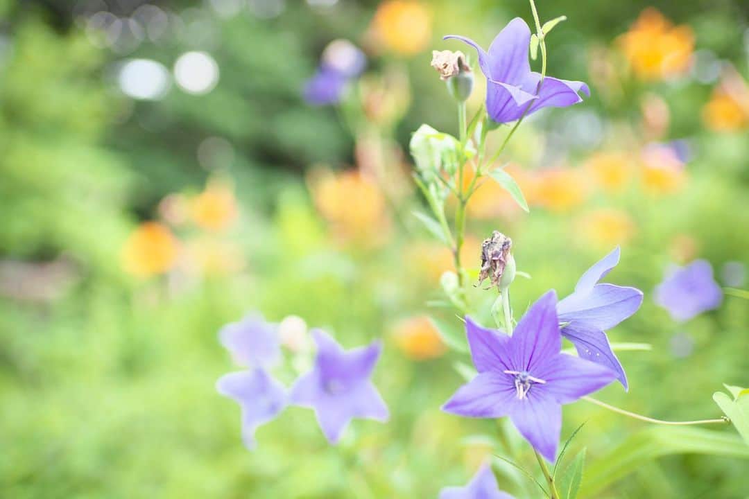 kiccyomuのインスタグラム：「☔️ 2020.07.14 Tue #向島百花園 少し行くのが遅かったかな？ #桔梗 の花…ギリギリセーフ？ 背景のオレンジは、百合の花😊 #心に花を  今日も元気に🤗  location #東京 📷撮影 2020年07月12日」