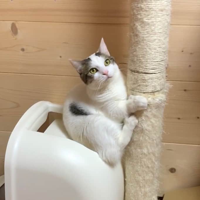 ひのき猫さんのインスタグラム写真 - (ひのき猫Instagram)「ぷりっケツ休憩中(笑)  ぷりぷりのお尻を一旦置いてから、  登って行く豆大福です🤣  ・ ・ ・ #ぷりっケツ #豆大福 #catstagram」7月14日 8時25分 - hinoki.cute.kitten