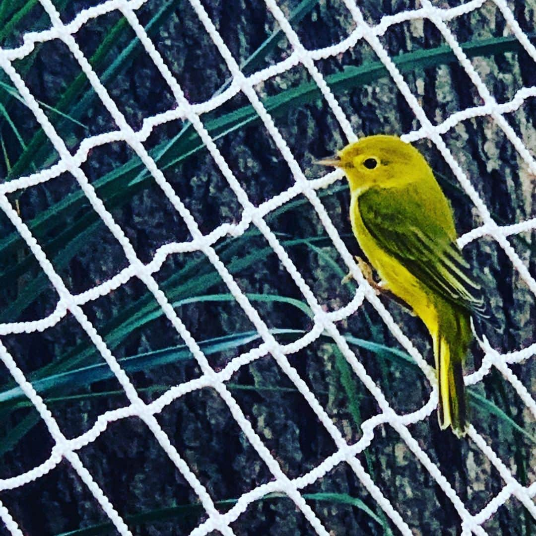 ブリジット・モイナハンさんのインスタグラム写真 - (ブリジット・モイナハンInstagram)「A little friend stopped by to say hello today #calm #confident #finch」7月14日 8時28分 - bridgetmoynahan